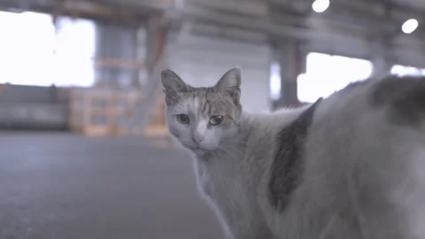 Cat casually walks around spacious hall of cardboard factory Stock Footage 294201711