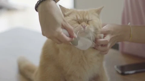 Cat cat brushing and get petting by human Stock Footage 73831882