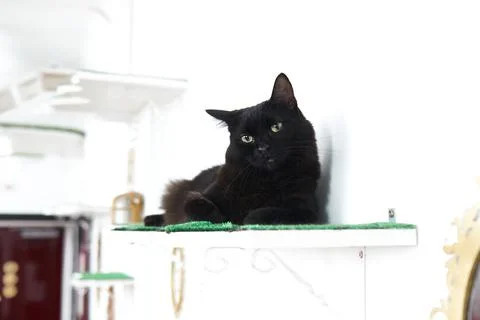 Cat in Cat Cafe Stock Photos