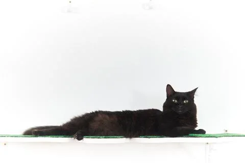 Cat in Cat Cafe Stock Photos
