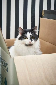 Cat in Cat Cafe Stock Photos