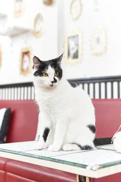 Cat in Cat Cafe Stock Photos