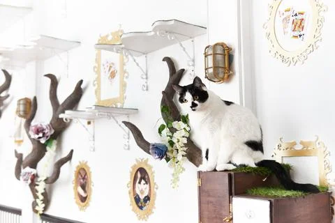 Cat in Cat Cafe Stock Photos
