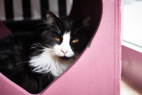 Cat in Cat Cafe Stock Photos