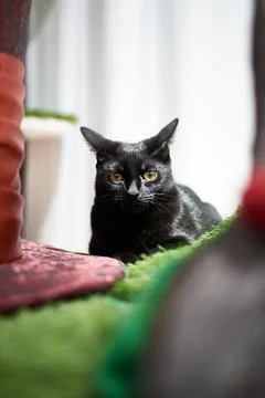 Cat in Cat Cafe Stock Photos