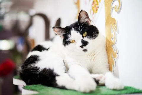 Cat in Cat Cafe Stock Photos