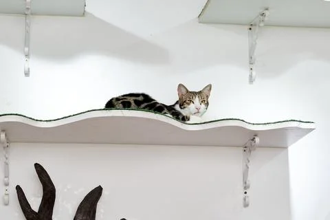 Cat in Cat Cafe Stock Photos