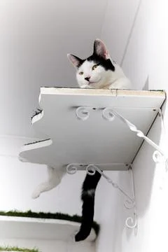 Cat in Cat Cafe Stock Photos