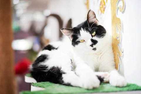 Cat in Cat Cafe Stock Photos