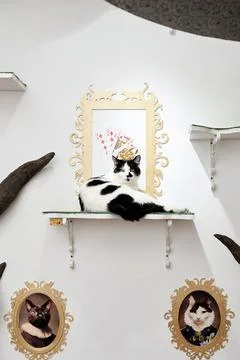 Cat in Cat Cafe Stock Photos