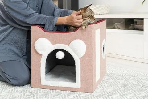 The cat is in the cat cave. The owner spends time with the cat Foto stock