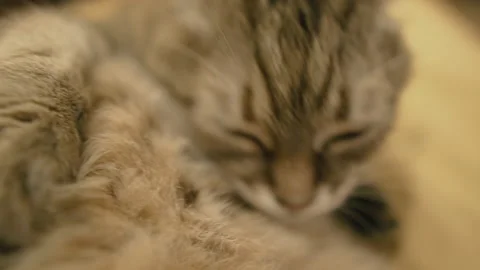 Cat. The cat licks eggs. Stock Footage 144083687