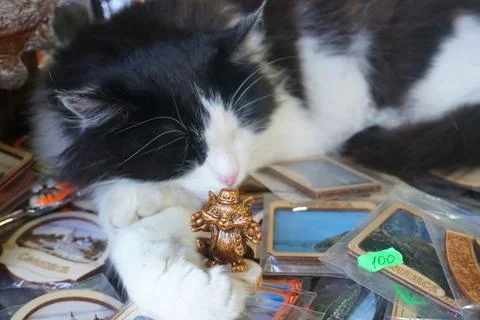 Cat with a cat Stock Photos