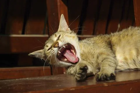 Cat, Cat Stock Photos