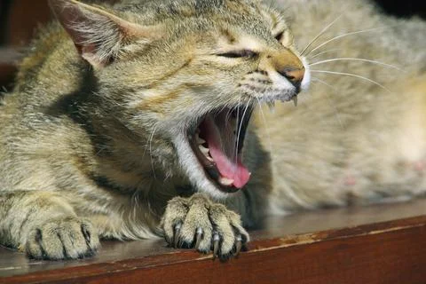 Cat, Cat Stock Photos