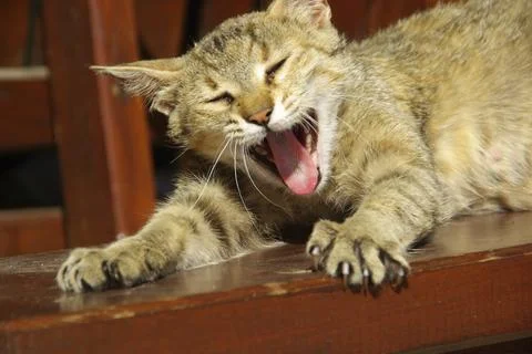 Cat, Cat Stock Photos