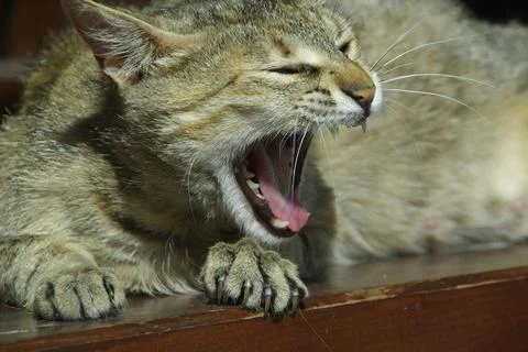 Cat, Cat Stock Photos