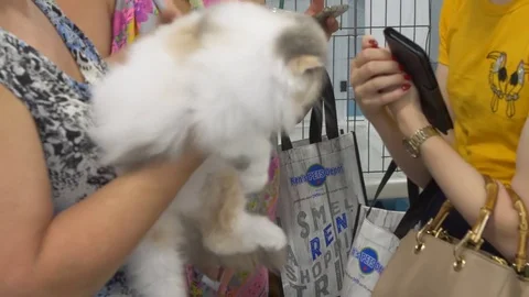 Cat at a cat show being carried and petted Stock Footage 80392839