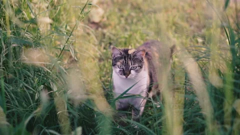 Cat. The cat sits in the grass Stock Footage 111269089