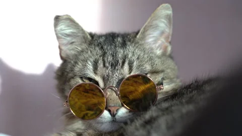 Cat. Cat in sunglasses. Portrait. Stock Footage 156478574