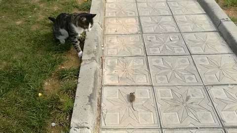 Cat catches the mouse and plays with it Stock Footage 118329088