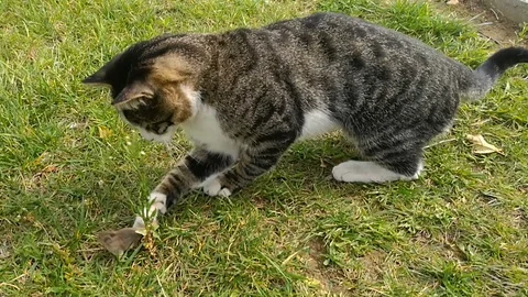 Cat catches the mouse and plays with it Stock Footage 118329504