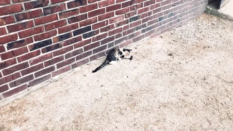 Cat catches a mouse and plays with it Video stock 120479751