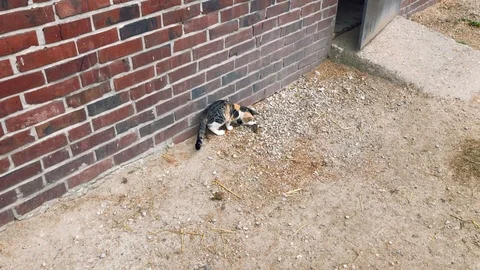 Cat catches a mouse and plays with it Stock Footage 120480179