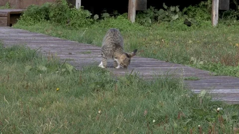 A cat catches a mouse. 動画素材 77662408