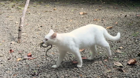 Cat catches snake hiding under grass and holds the snake in her mouth. Stock Footage 277739606