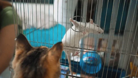 cat catches a white pet rat mouse in a Stock Video Pond5