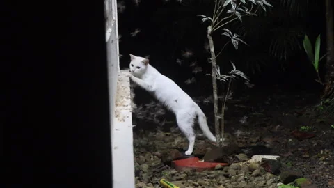 Cat catching and eating alates at night. Cat hunts protein rich food. Video stock 255100162