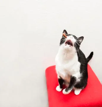 Cat is catching a snack Stock Photos