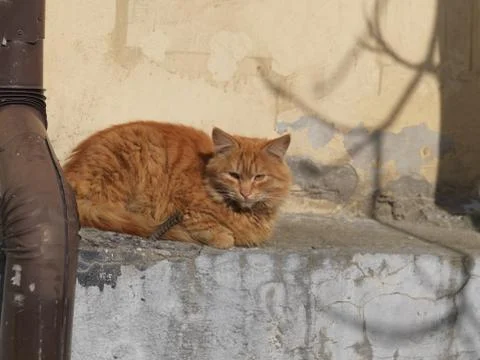 Cat catching sun rays Фото