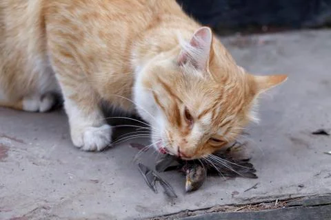 Cat caught a bird and eats its prey Photos