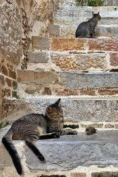Cat caught the bird. Dramatic situation: two cats and a small chick Stock-Fotos