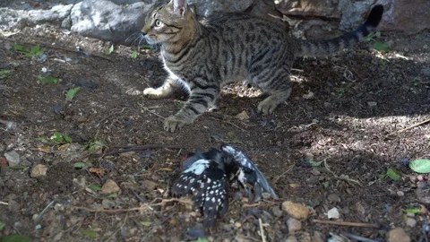 Cat caught a bird Stock Footage 95620442