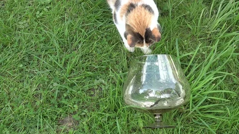 Cat caught with claws fish in glass aquarium in green grass. 4K Stock Footage 83758140