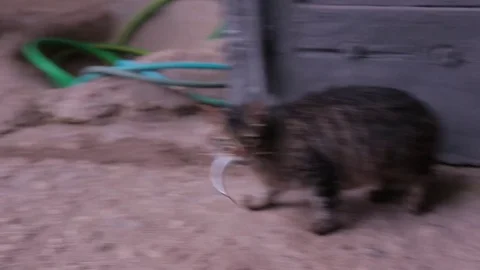 Cat caught a fish and eat it. Stock Footage 76249741