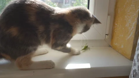 Cat caught an insect Stock Footage 302543333
