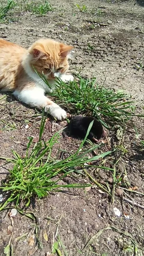 The cat caught the mole Stock Footage 239763561