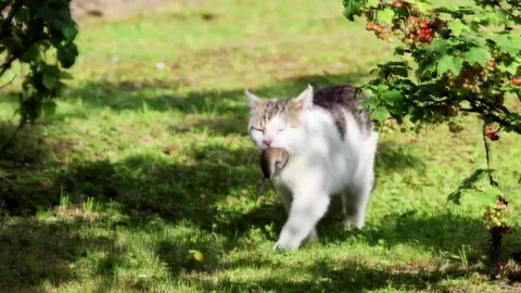 The cat caught a mouse and is carrying it in its mouth Stock Footage 340908596