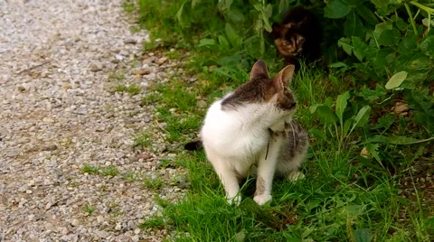Cat caught the mouse, and now has it in his mouth Stock Footage 40665789