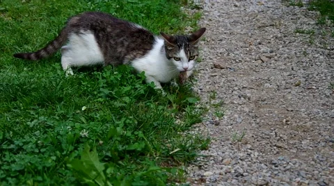 Cat caught the mouse and playing with her Stock Footage 40665567