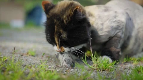 Cat caught mouse and is playing with it on grass near house. Concept of street Stock Footage 276353044