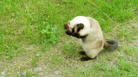 Cat caught a mouse and plays with it outdoors on a grass Stock Footage 156894536