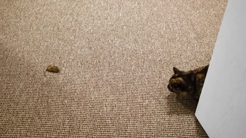 The cat caught the mouse and plays with it. The mouse runs away from the cat Stock Footage 260294029