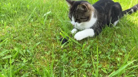 The cat caught the mouse carries on green grass. Stock Footage 320496611
