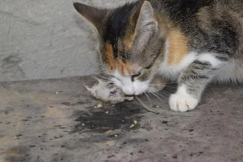 The cat caught the mouse. The cat eats the caught mouse. Home Hunter Foto stock