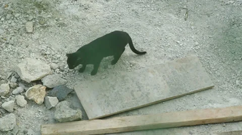 A cat caught a mouse Stock Footage 33873595